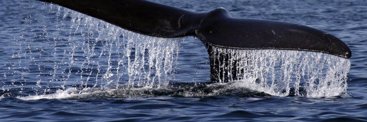 Cottontail, Dead at 12