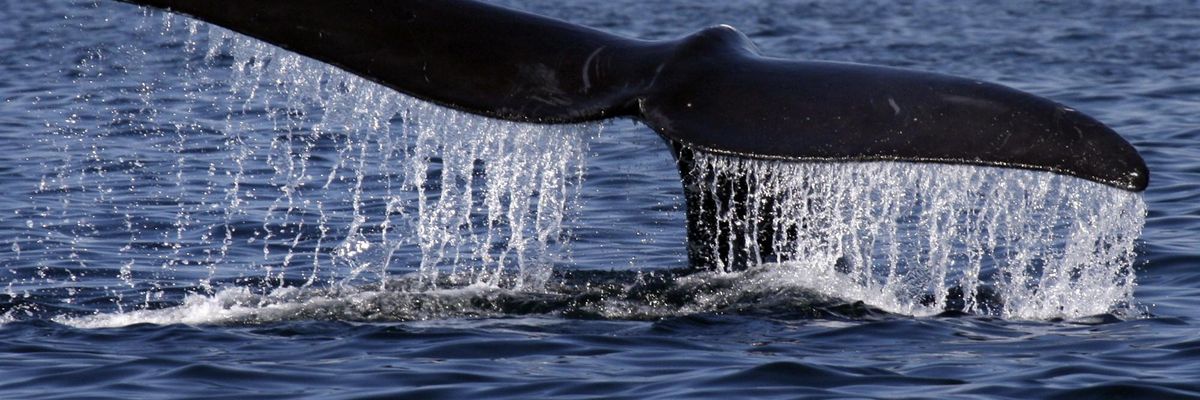 Cottontail, Dead at 12