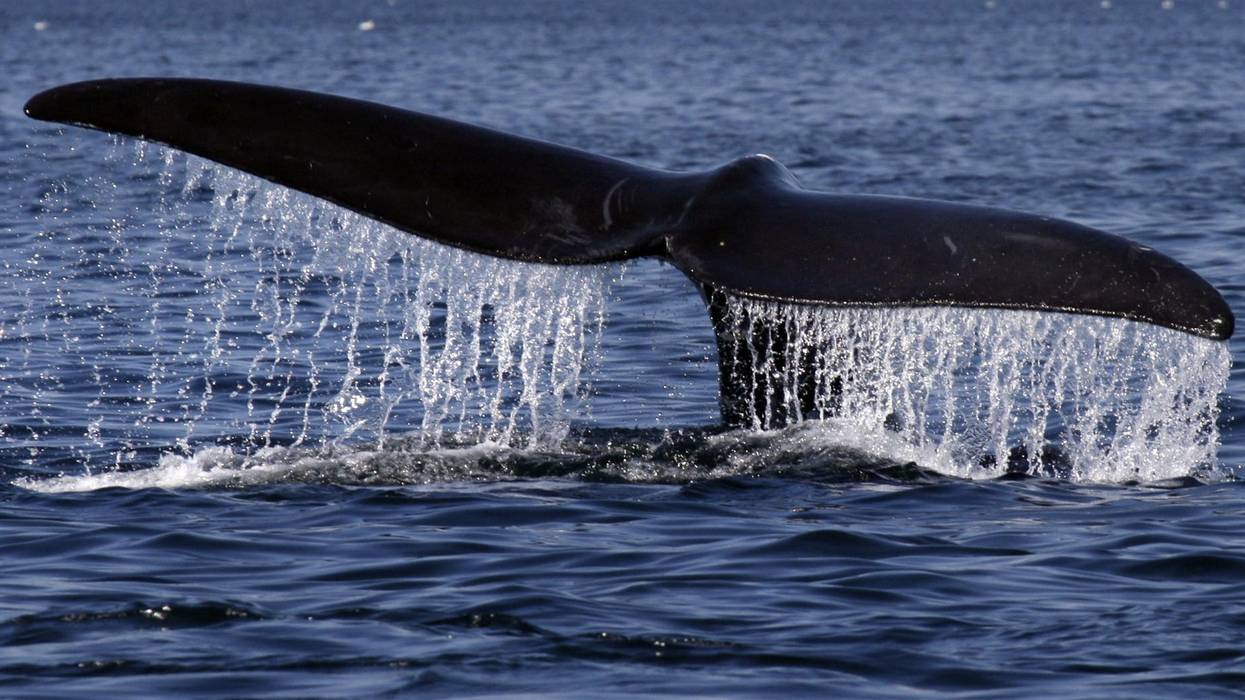 Cottontail, Dead at 12