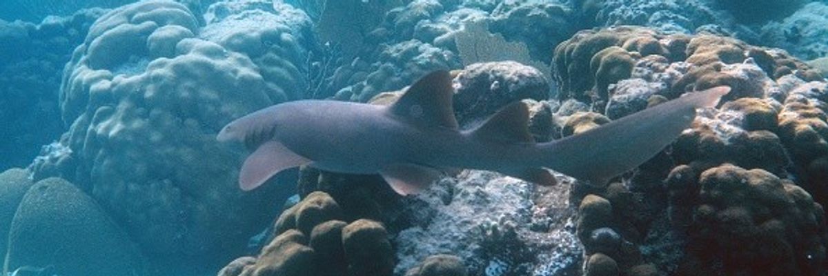 A nurse shark is seen at the Hol Chan Marine Reserve coral reef