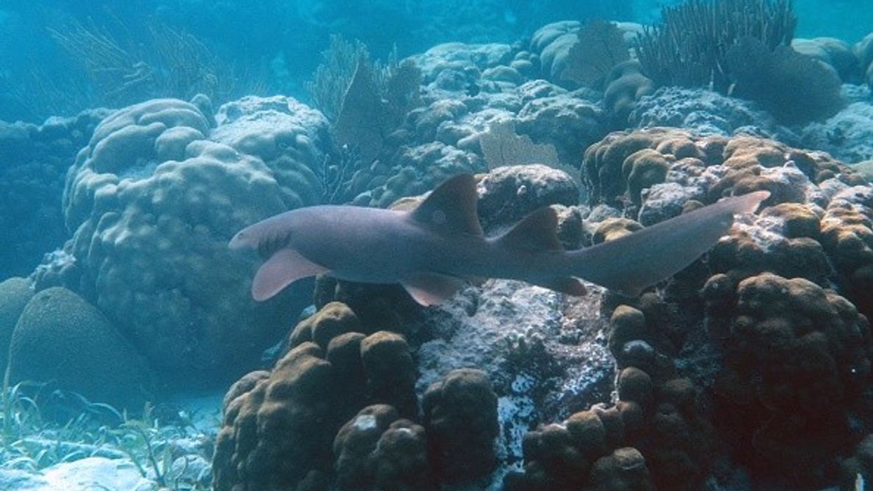 A nurse shark is seen at the Hol Chan Marine Reserve coral reef