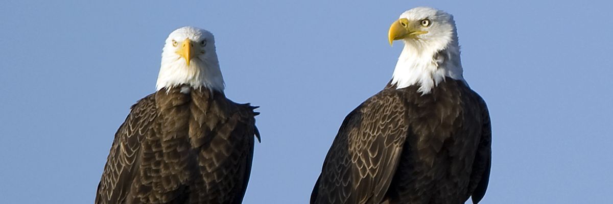 A pair of American bald eagles