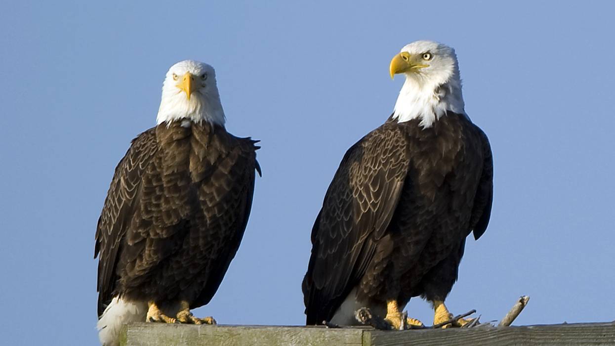 A pair of American bald eagles