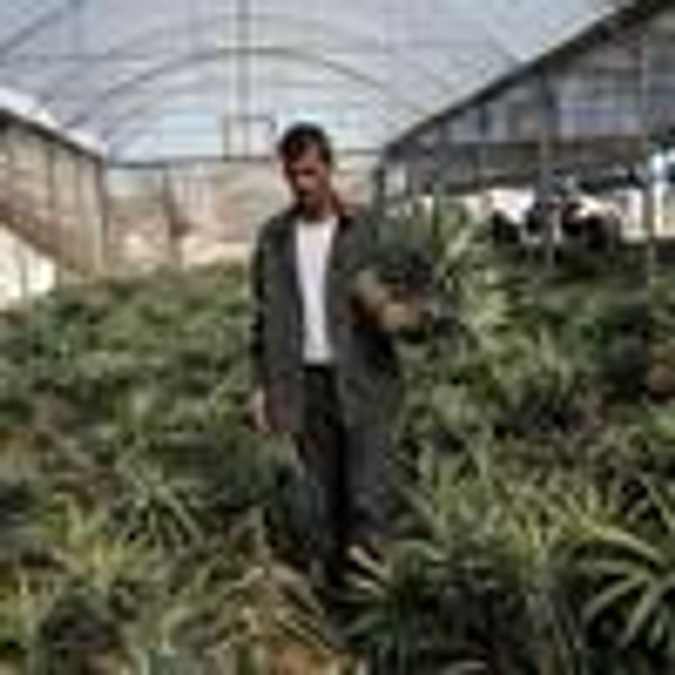 A Palestinian man picks pineapples during a harvest at a farm in Khan Yunis, in the southern Gaza Strip on November 9, 2017. According to the Union of Agricultural Work Committees, this is the first time in the past decade that pineapples have been successfully cultivated in the Gaza Strip.