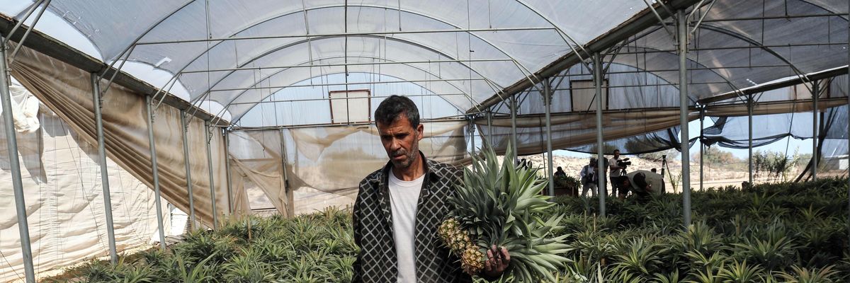 A Palestinian man picks pineapples during a harvest at a farm in Khan Yunis, in the southern Gaza Strip on November 9, 2017. According to the Union of Agricultural Work Committees, this is the first time in the past decade that pineapples have been successfully cultivated in the Gaza Strip.