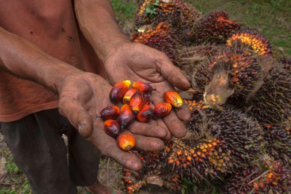 A palm oil farmer displaying palm oil seeds in Riau province, Indonesia, in August.