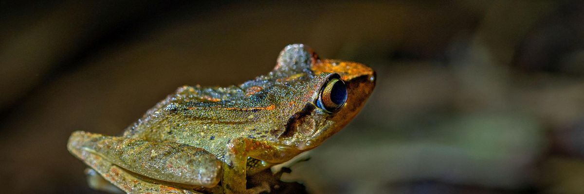 A Pastures frog in Ecuador