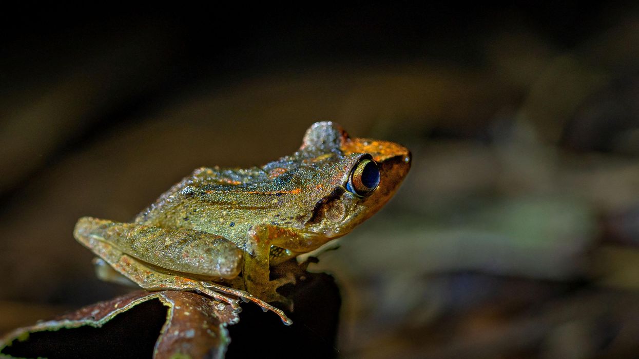 A Pastures frog in Ecuador