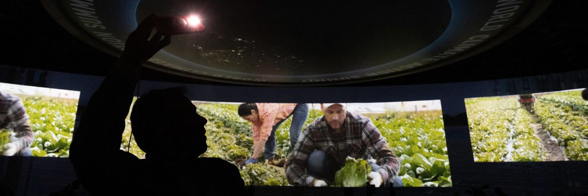 A person takes a photo of a video of someone harvesting lettuce.