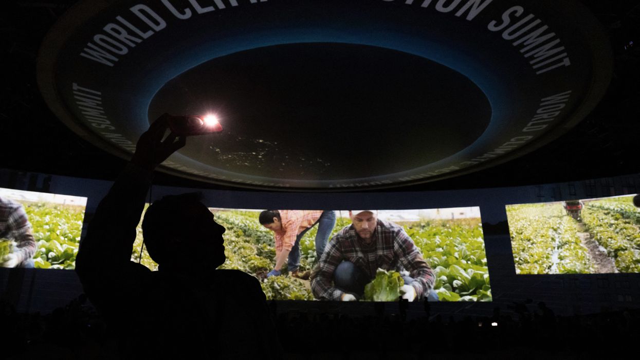 A person takes a photo of a video of someone harvesting lettuce.