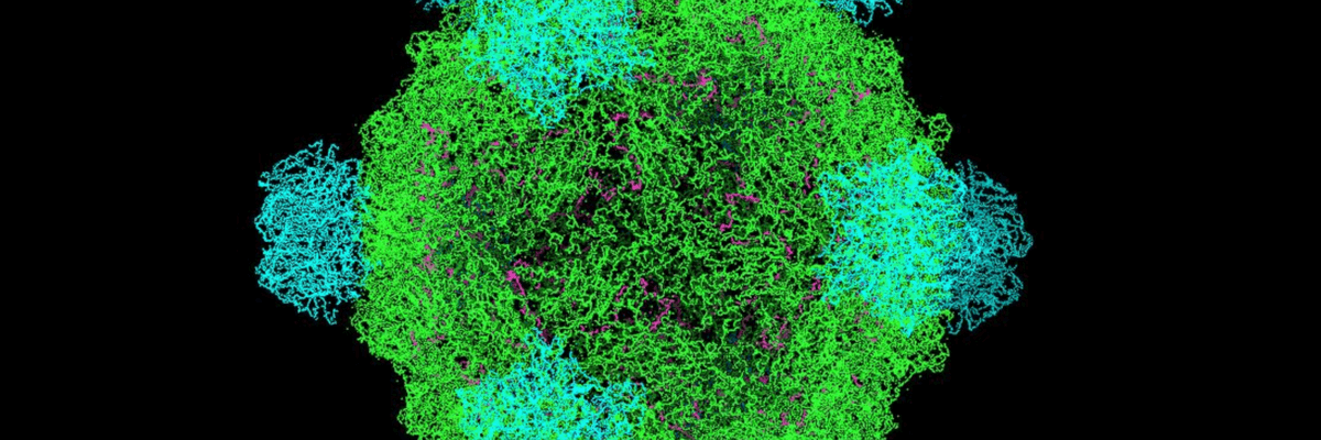 A Phi X-174 virus model