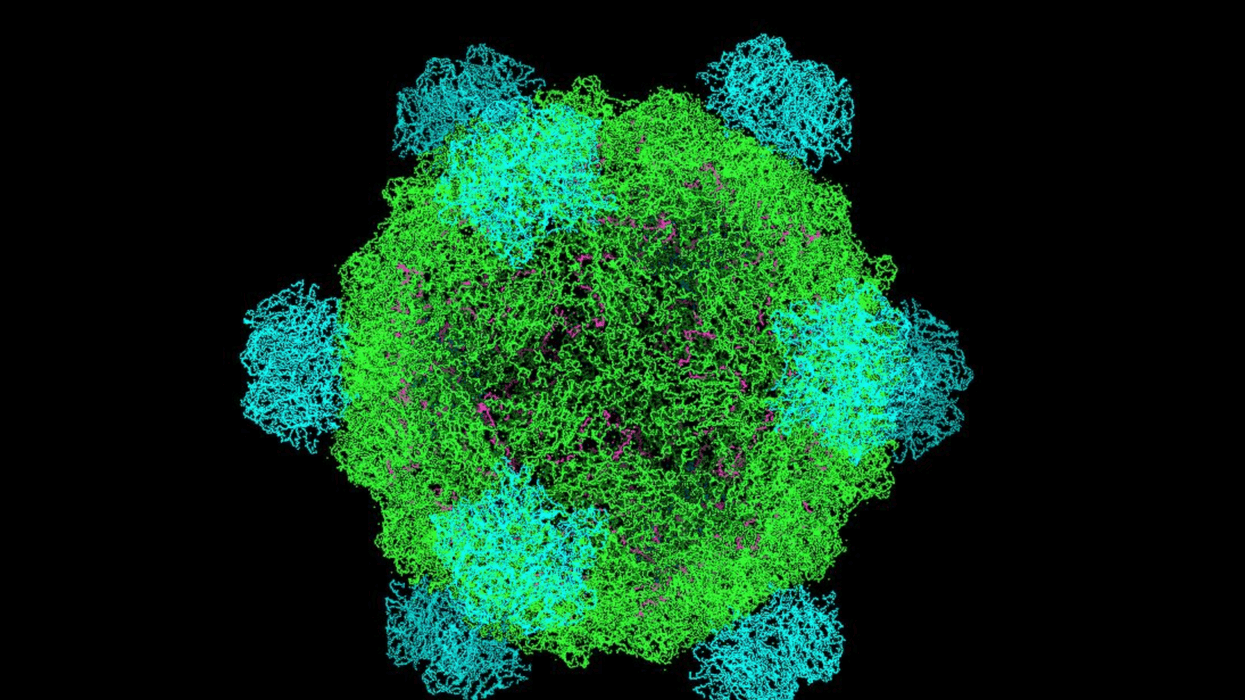 A Phi X-174 virus model