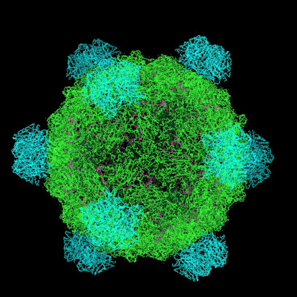 A Phi X-174 virus model