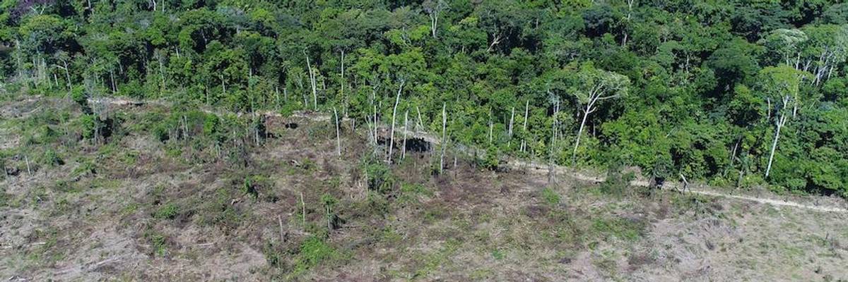'The Future of Earth Is at Risk': New Drone Footage of Deforestation in Amazon Shows Cost of Meat Industry
