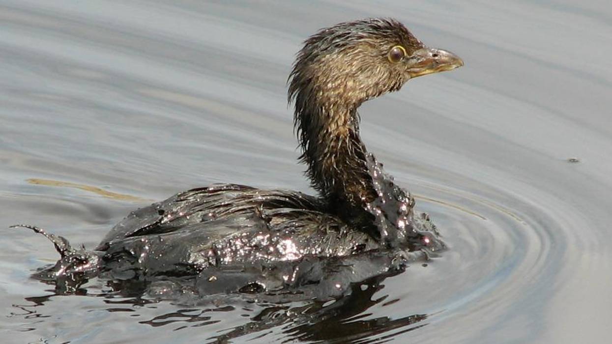 In 'Brutal Blow' to Wildlife and Gift to Big Oil, Trump Finalizes Rollback of Migratory Bird Treaty Act