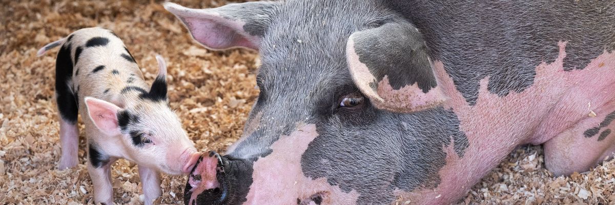 A piglet goes nose-to-nose with its mom at the Orange County Fair in Costa Mesa, California on July 28, 2021.