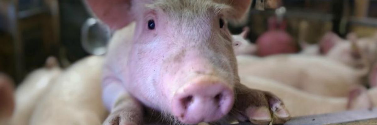 Factory Farm Manure Energy Is a Very Shitty Idea, New Paper Says