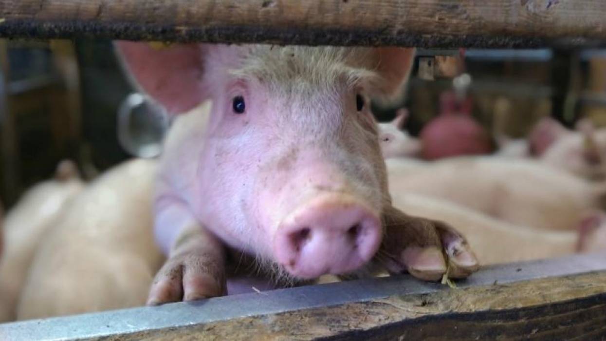 What We Choose to Eat Has Everything to Do With This Pandemic--and the Next One