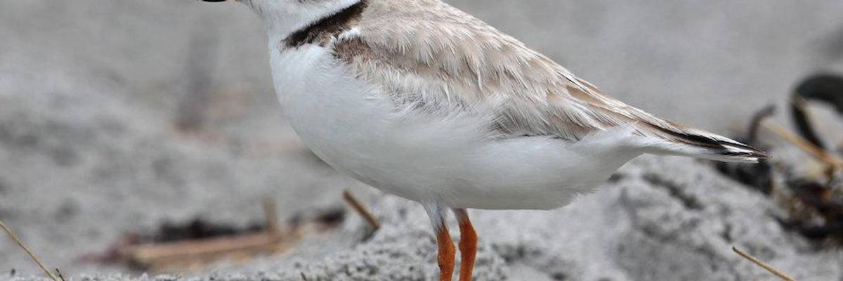 Sounds of Silence: Extinction Is Erasing the Earth's Music