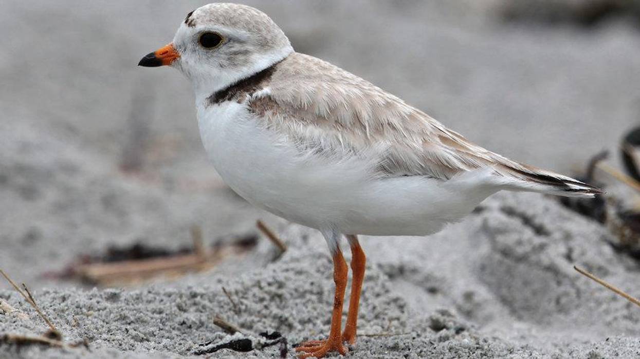 Sounds of Silence: Extinction Is Erasing the Earth's Music