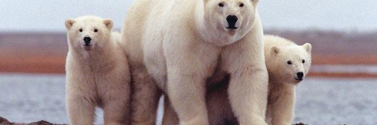 Alaska Senator Denounced for 'Deplorable' Attempt to Force Drilling in Arctic Wildlife Refuge