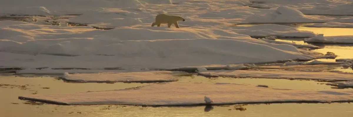A polar bear walks on sea ice in yellow light.