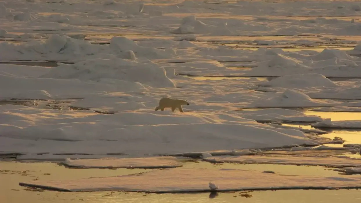 A polar bear walks on sea ice in yellow light.