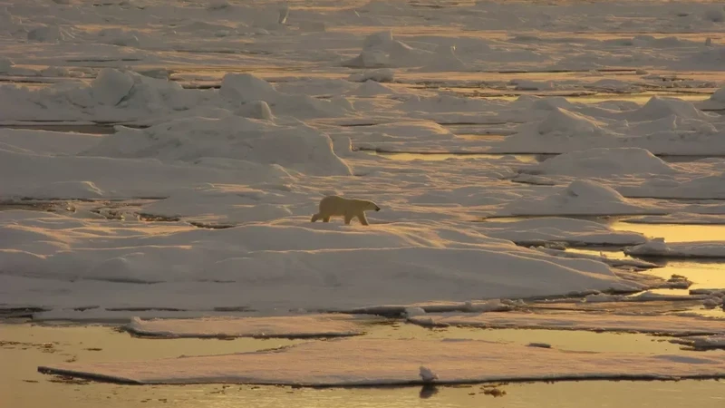 A polar bear walks on sea ice in yellow light.