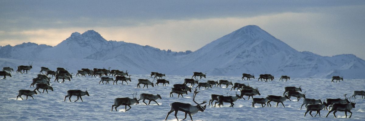 A porcupine caribou herd moves through the Arctic National Wildlife Refuge in Alaska.