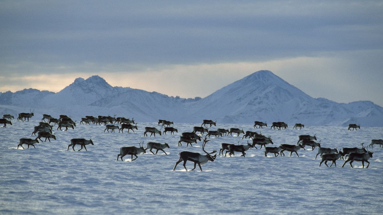 A porcupine caribou herd moves through the Arctic National Wildlife Refuge in Alaska.
