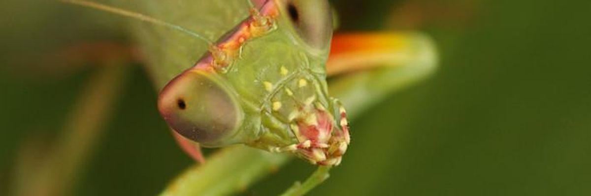 Save the Insects, Save the Farmers, Save Ourselves: New Global Report Calls for End of Industrial Agriculture