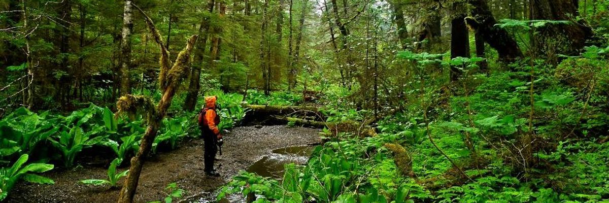 'An Ecological Abomination': Trump Moves to Open Largest Protected Forest in US to Logging Industry