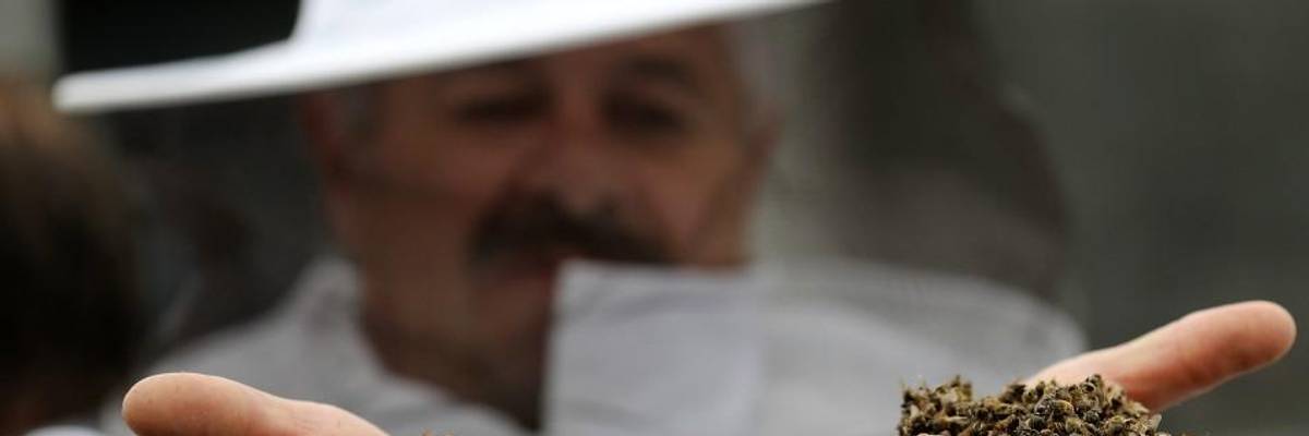 Despite Declining U.S. Pesticide Use, Toxicity to Bees Doubled in a Decade: Study