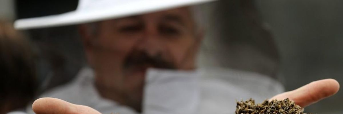 Despite Declining U.S. Pesticide Use, Toxicity to Bees Doubled in a Decade: Study