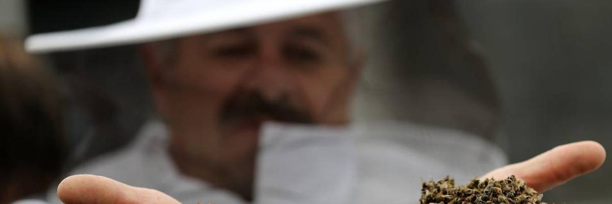 Bolsonaro Greenlights New Pesticides Even as Advocates Mourn Half Billion Dead Bees in Brazil