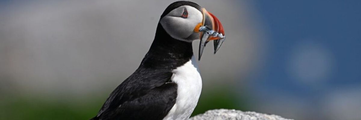 A puffin