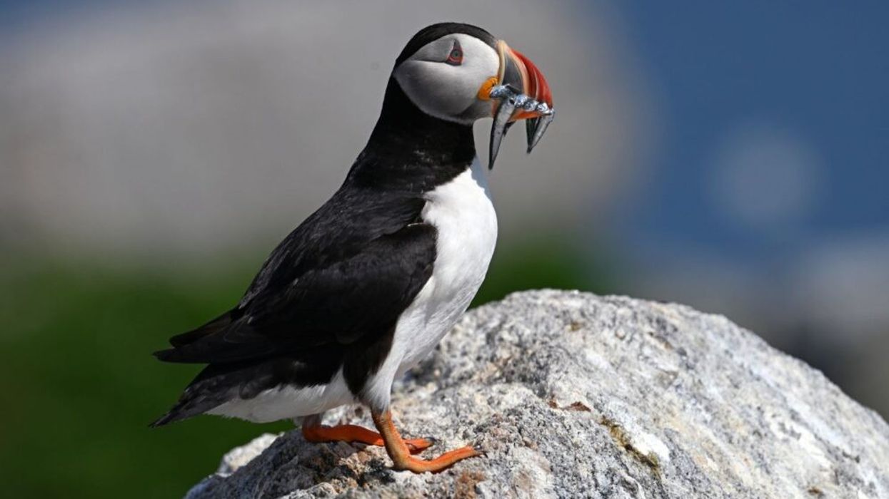 A puffin