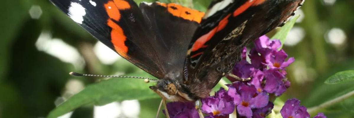 'Silent Spring Is Already Here': Global Study Shows Nearly 25% Drop in Insect Population Over 30 Years