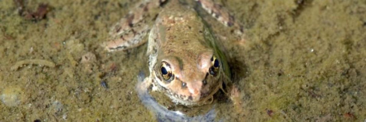 EPA Sued for 'Once Again Putting Corporate Interests Over Public Health or the Environment' by Reapproving Herbicide Atrazine