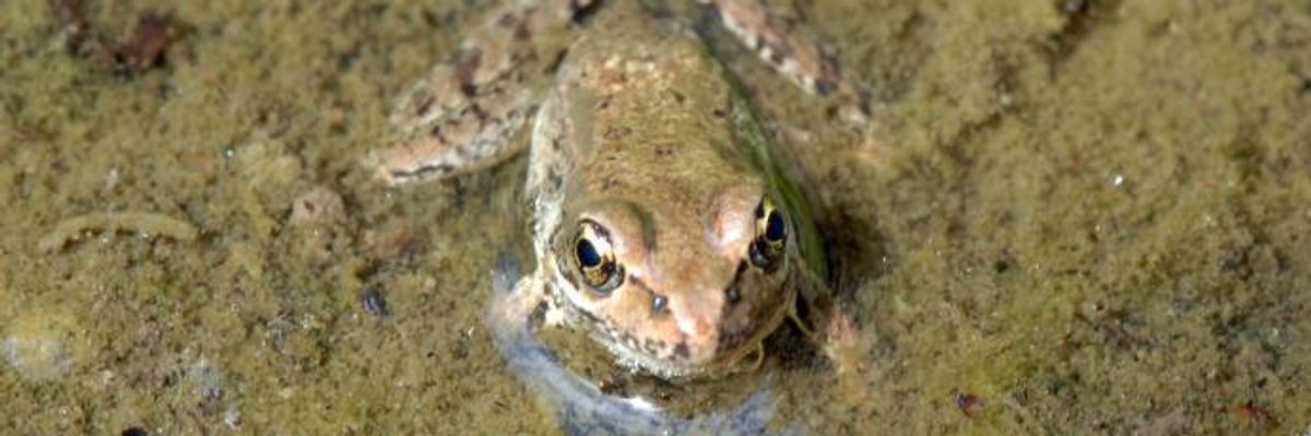 Putting 'Health of All Species' in Danger, Trump EPA Proposal Guts Restrictions on Toxic Herbicide Linked to Birth Defects