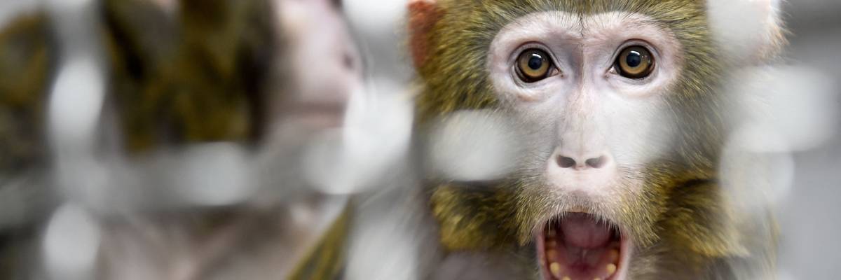A Rhesus macaque after being rescued.