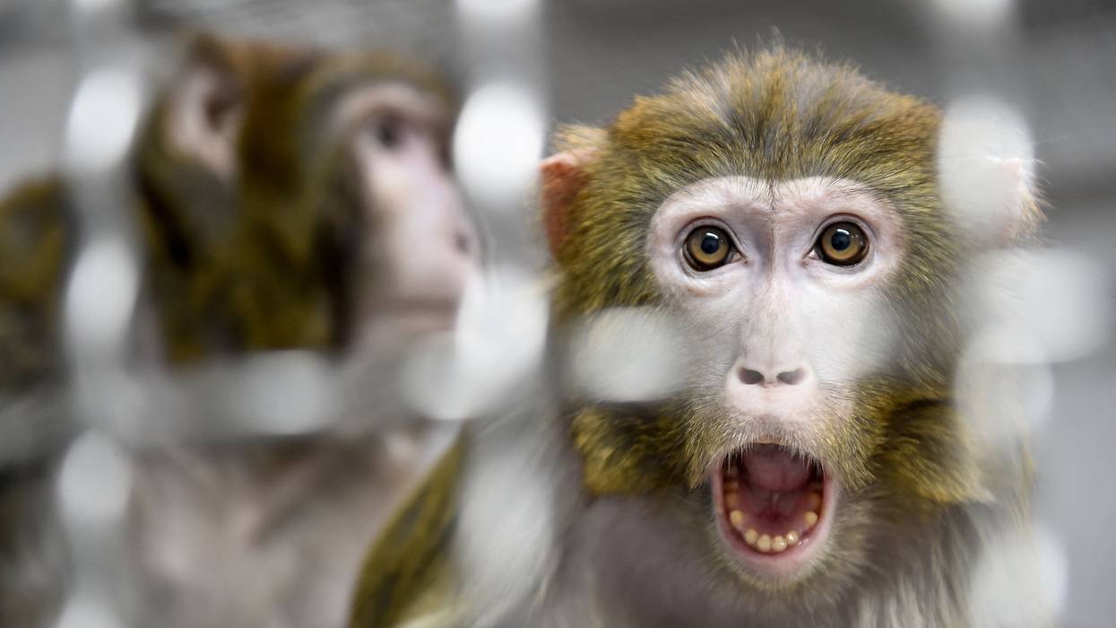 A Rhesus macaque after being rescued.