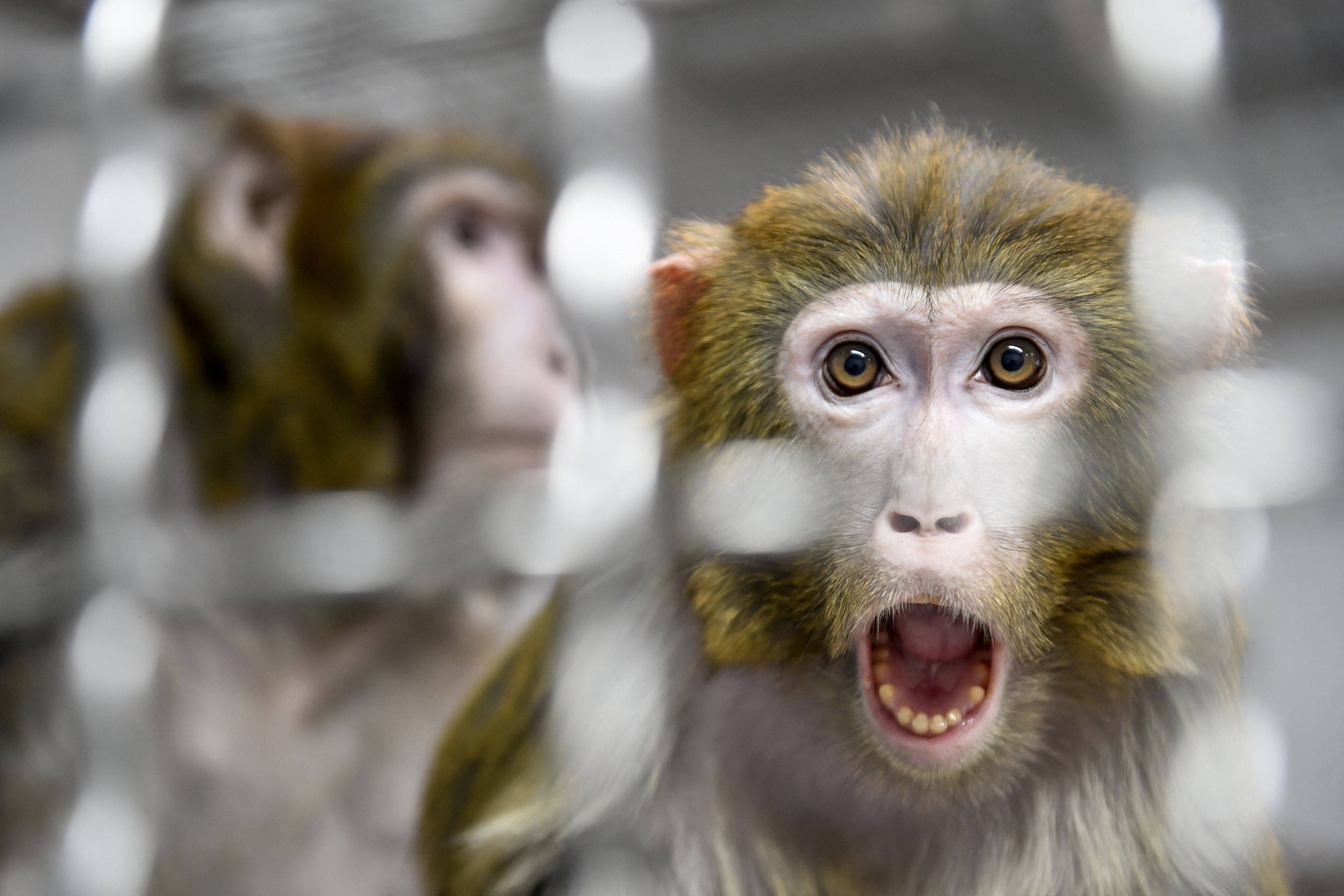 A Rhesus macaque after being rescued.