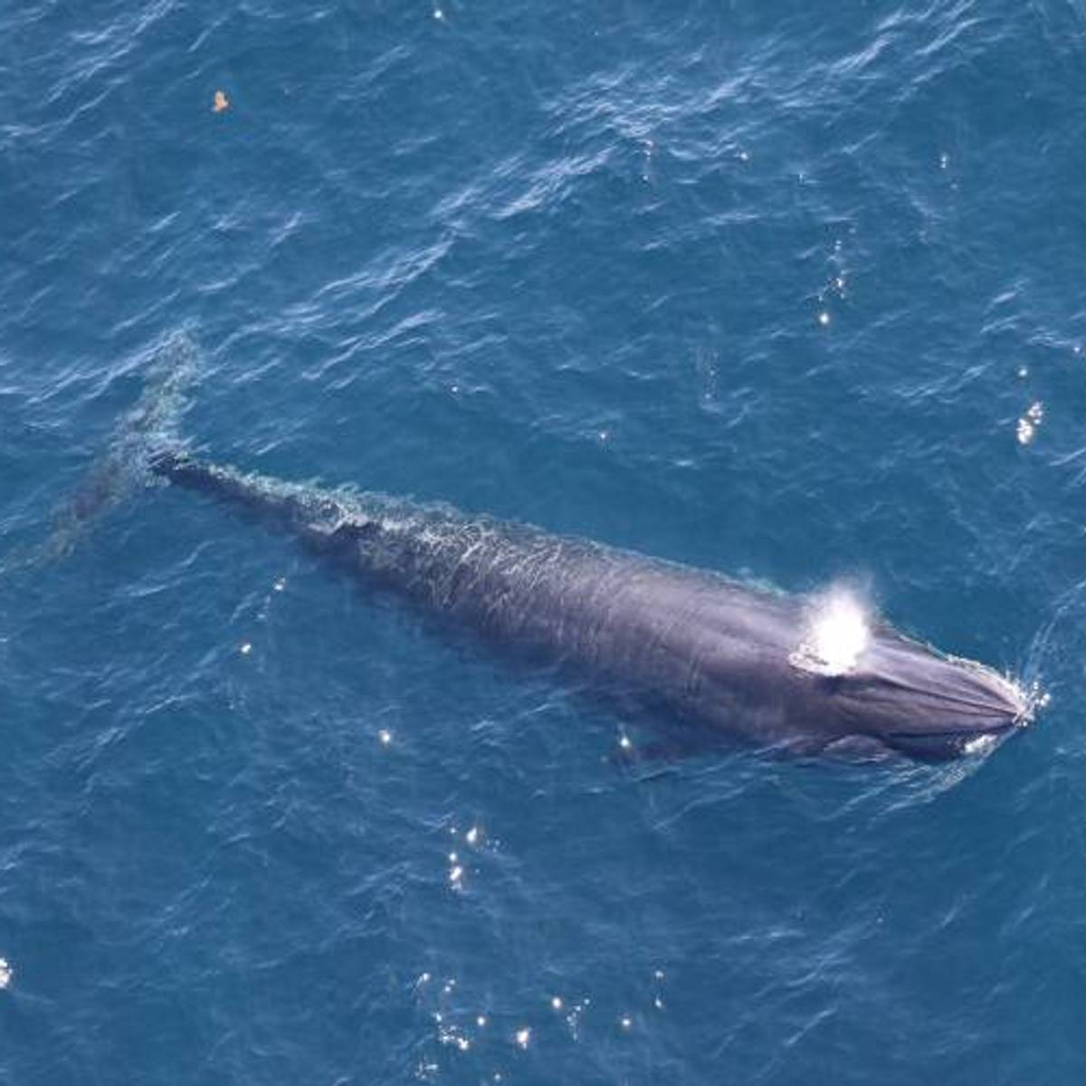Emergency Lawsuit Filed to Stop Trump Admin Meeting That Could Drive a Whale Species to Extinction
