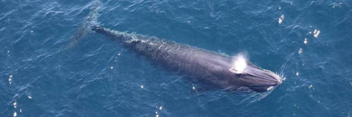 Emergency Lawsuit Filed to Stop Trump Admin Meeting That Could Drive a Whale Species to Extinction