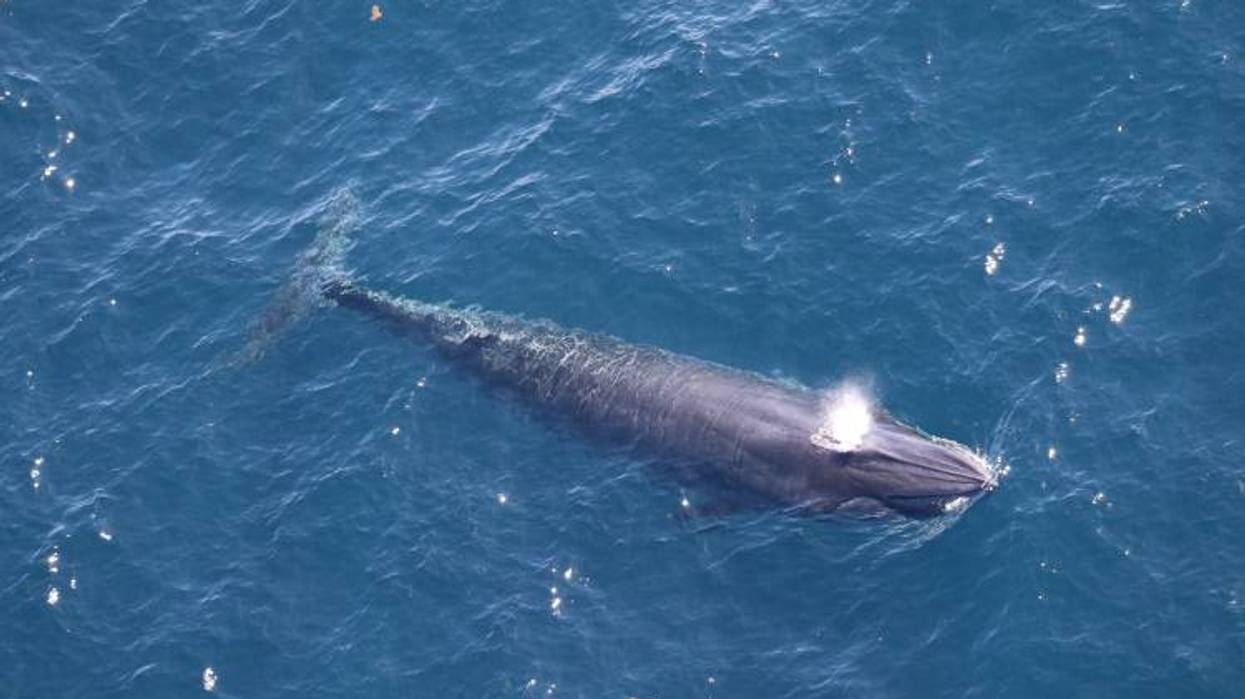 Emergency Lawsuit Filed to Stop Trump Admin Meeting That Could Drive a Whale Species to Extinction