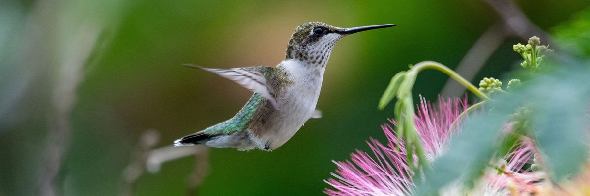 A ruby-throated hummingbird.