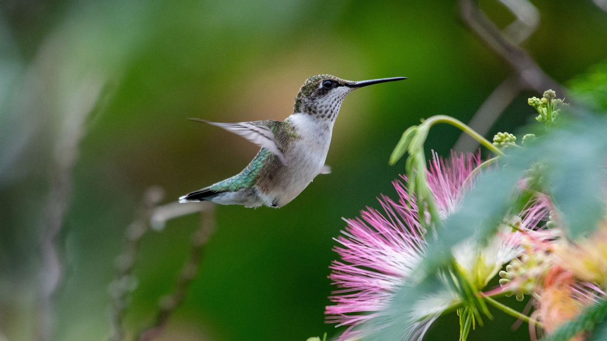 A ruby-throated hummingbird.