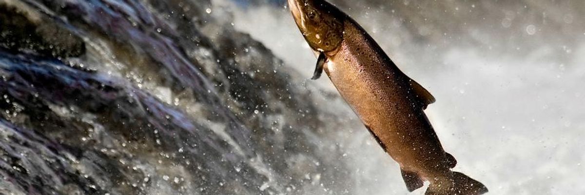 'Gold Over Life, Literally': How Trump Forced Reversal on Mining Project EPA Scientists Warn Could Destroy Alaskan Salmon Ecosystem