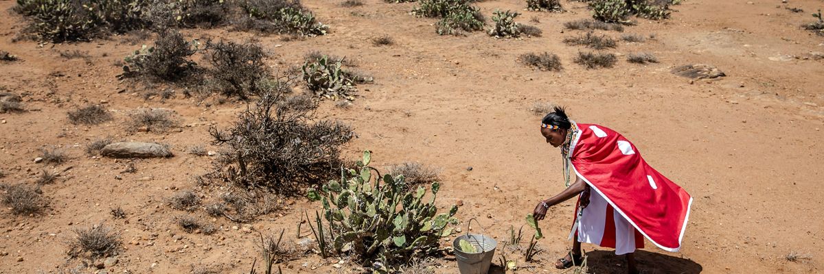 A Samburu woman removes plants of the invasive species Opuntia